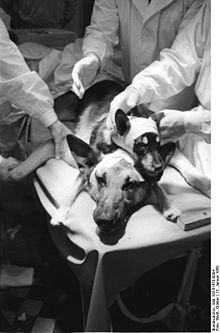 Transplantation of a dog-head 