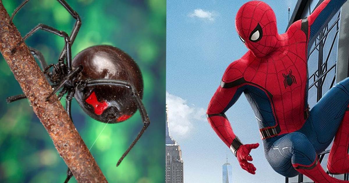 Brothers Let Black Widow Bite Them in Hopes Of Becoming Spider-Man