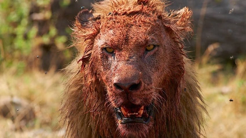 Lion eats suspected poacher