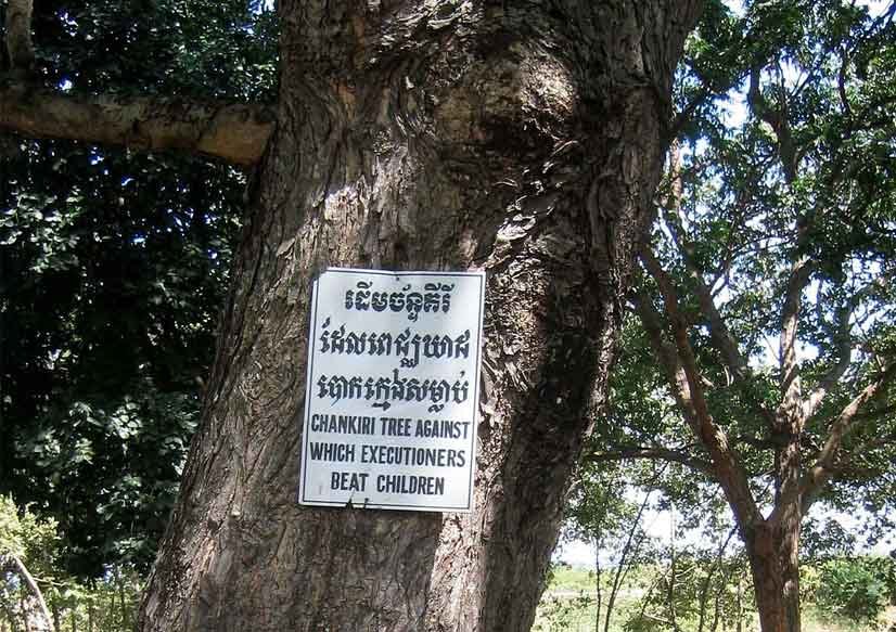 Chankiri Tree