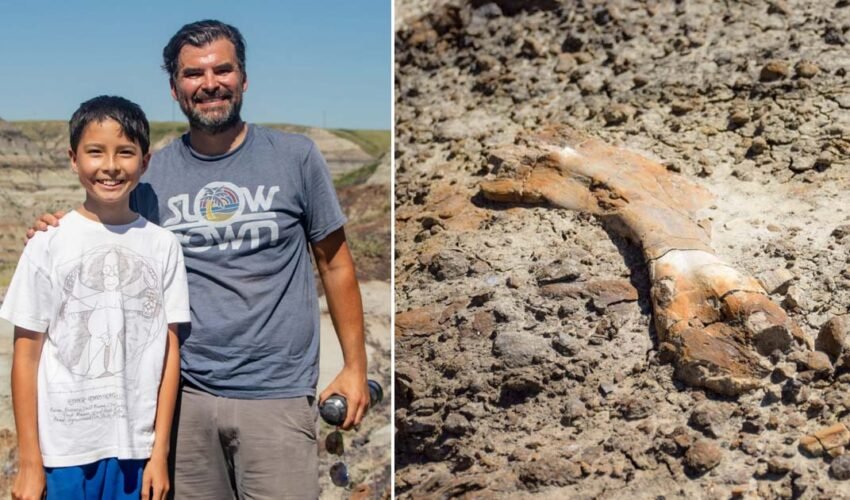 12 year old boy discovers 69 million year old dinosaur fossils