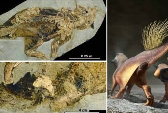 Psittacosaurus fossil reveals how dinosaur peed, pooped had sex and laid eggs