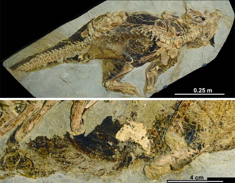 Well-preserved fossil of Psittacosaurus enabled scientists to study a dinosaur cloaca for the first time