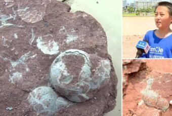 9 year old boy finds 66 million year old dinosaur eggs