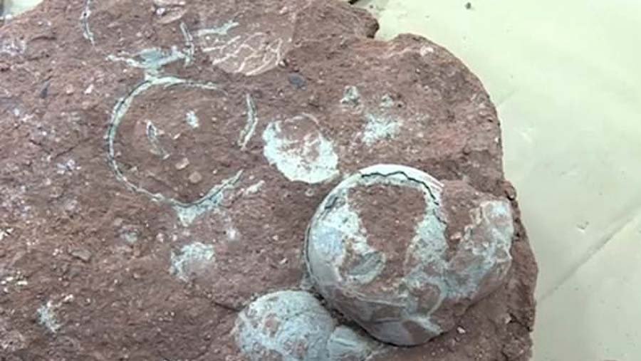 9-year-old boy accidentally finds 66 million-year-old dinosaur eggs