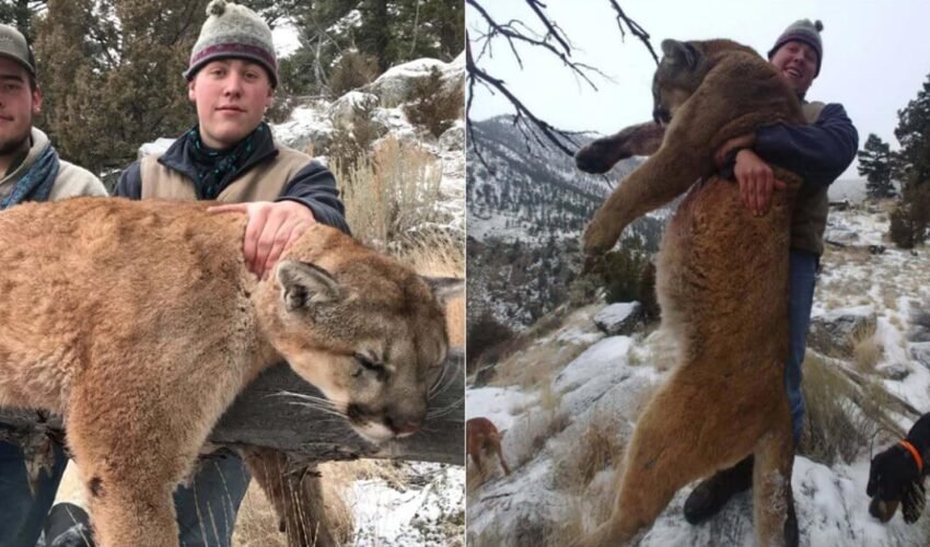 Hunters Illegally Killed Mountain Lion In Protected Area, Arrested After Bragging About It On Facebook