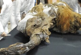 28,000-Year-Old Woolly Mammoth Cells Shows Signs Of Biological Activity