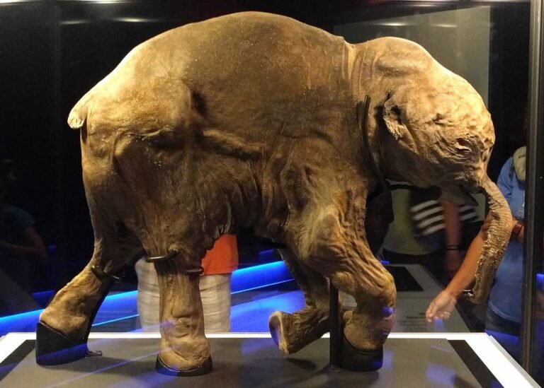 Lyuba, The World's Most Complete and BestPreserved Woolly Mammoth With