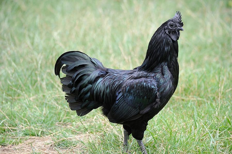 3. Ayam Cemani Black Chicken